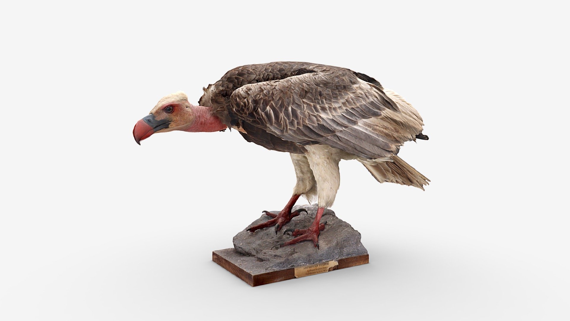 White-headed Vulture
