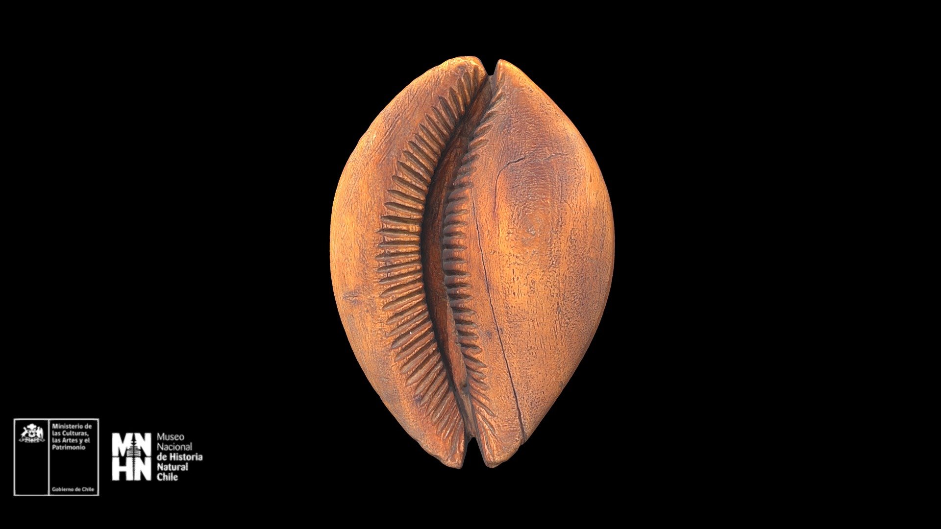 Caracol de madera de Rapa Nui