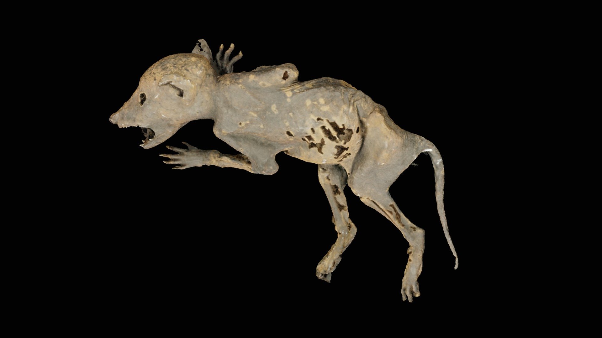 Mummified Opposum (aka CAPacabra)