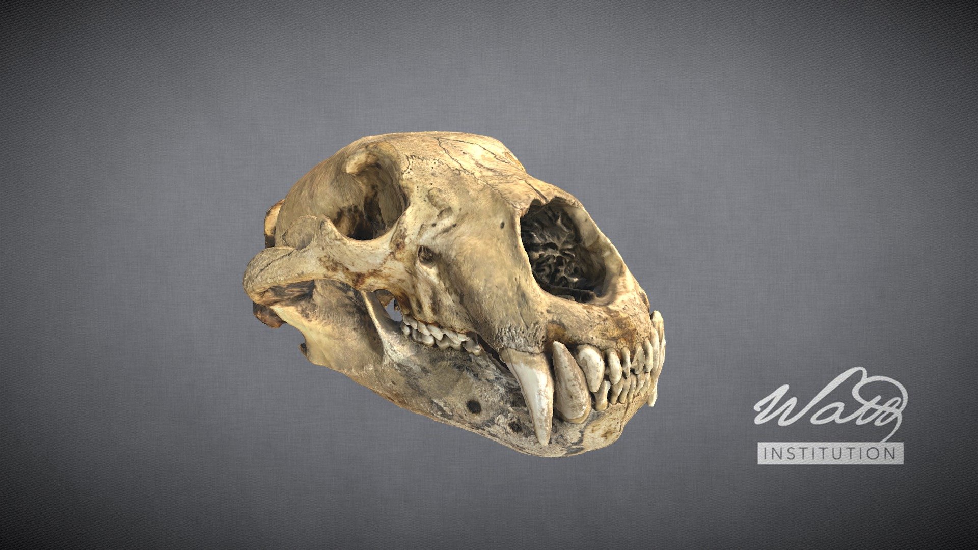 Polar Bear (Ursus maritimus) Skull