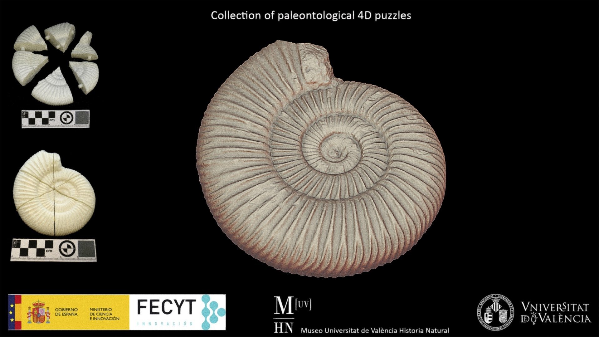 Puzzle 4D ammonites (Perisphinctes)