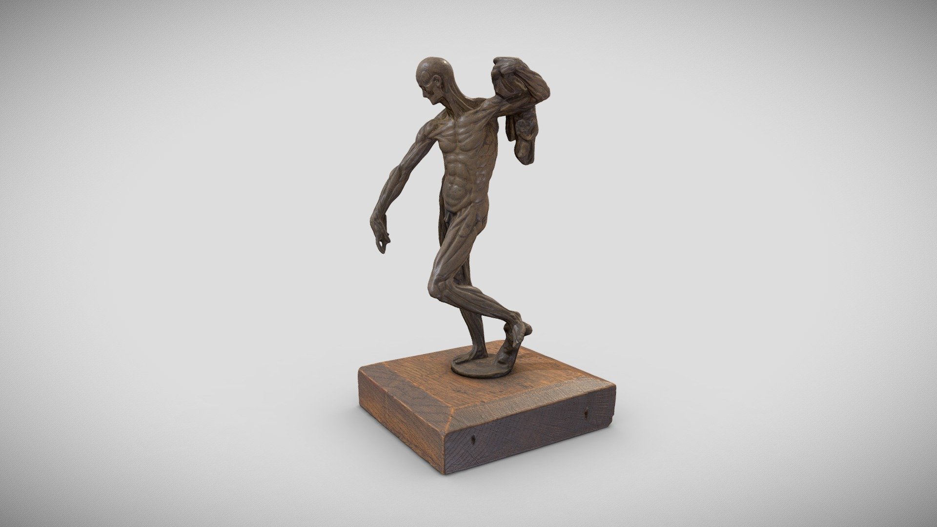 Anatomical figure – écorché