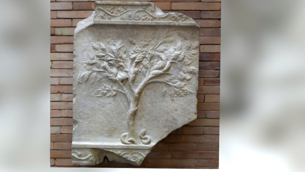 Relieve de un árbol / Relief of a tree