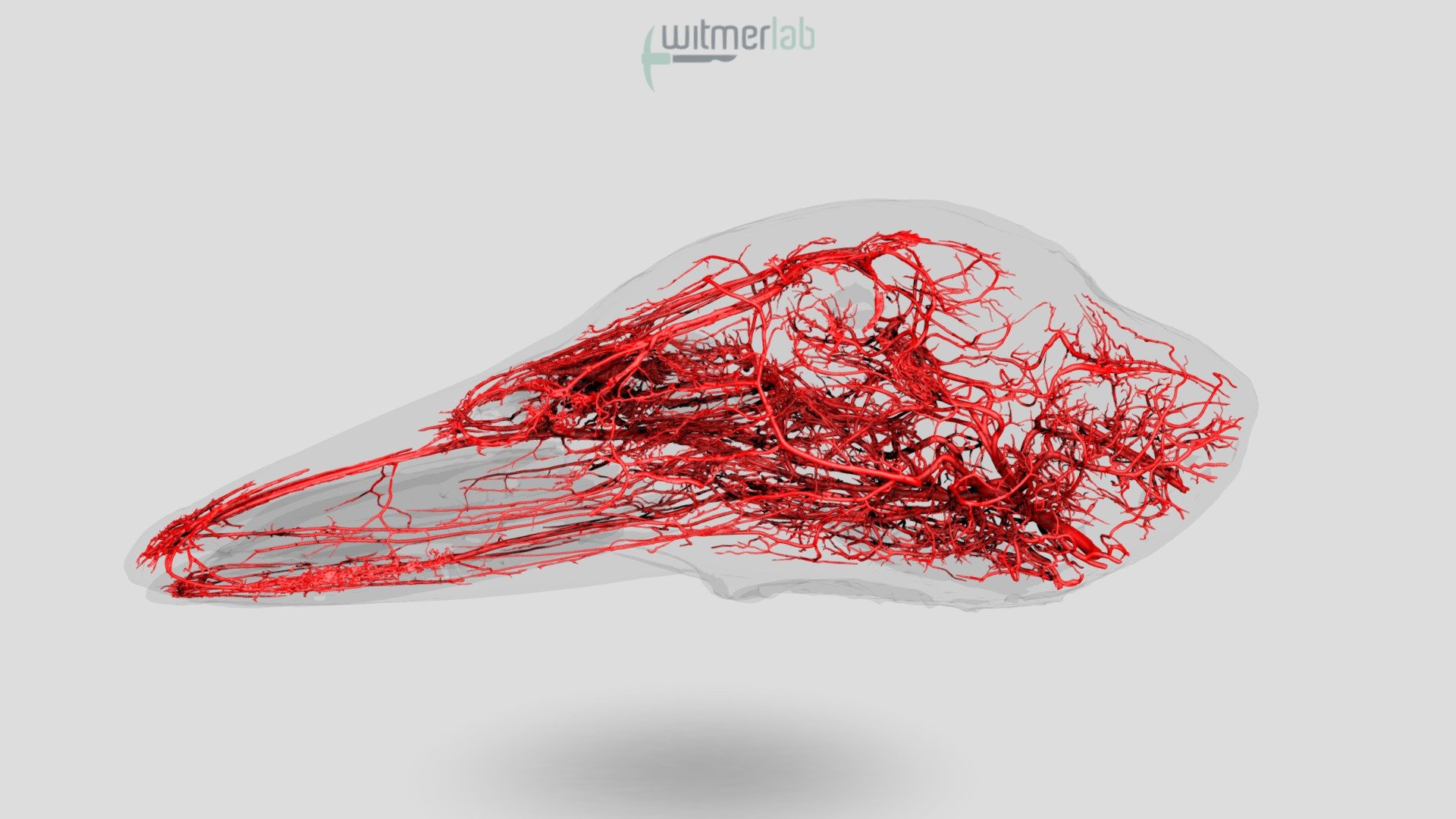 Blood vascular system of domestic duck head