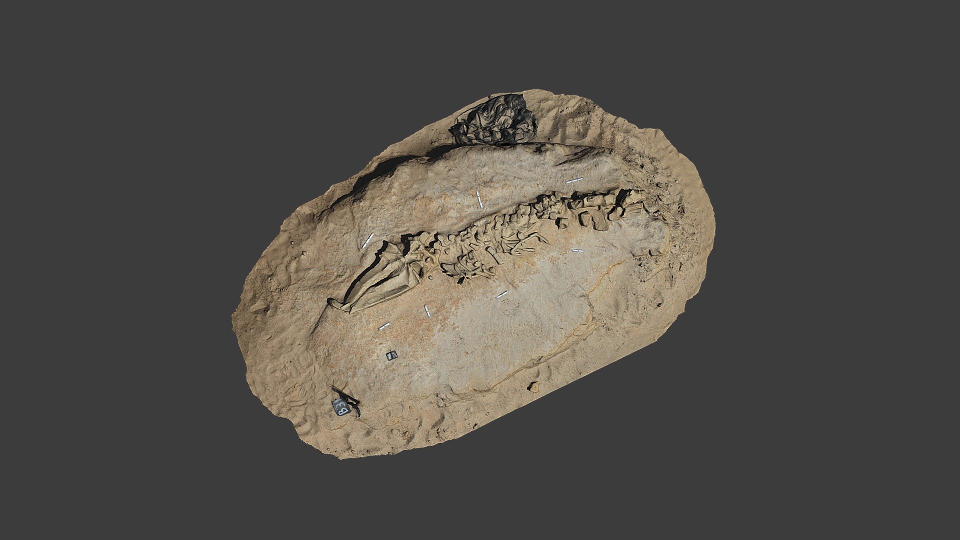 Fossil Whale Excavation Site MPC 675