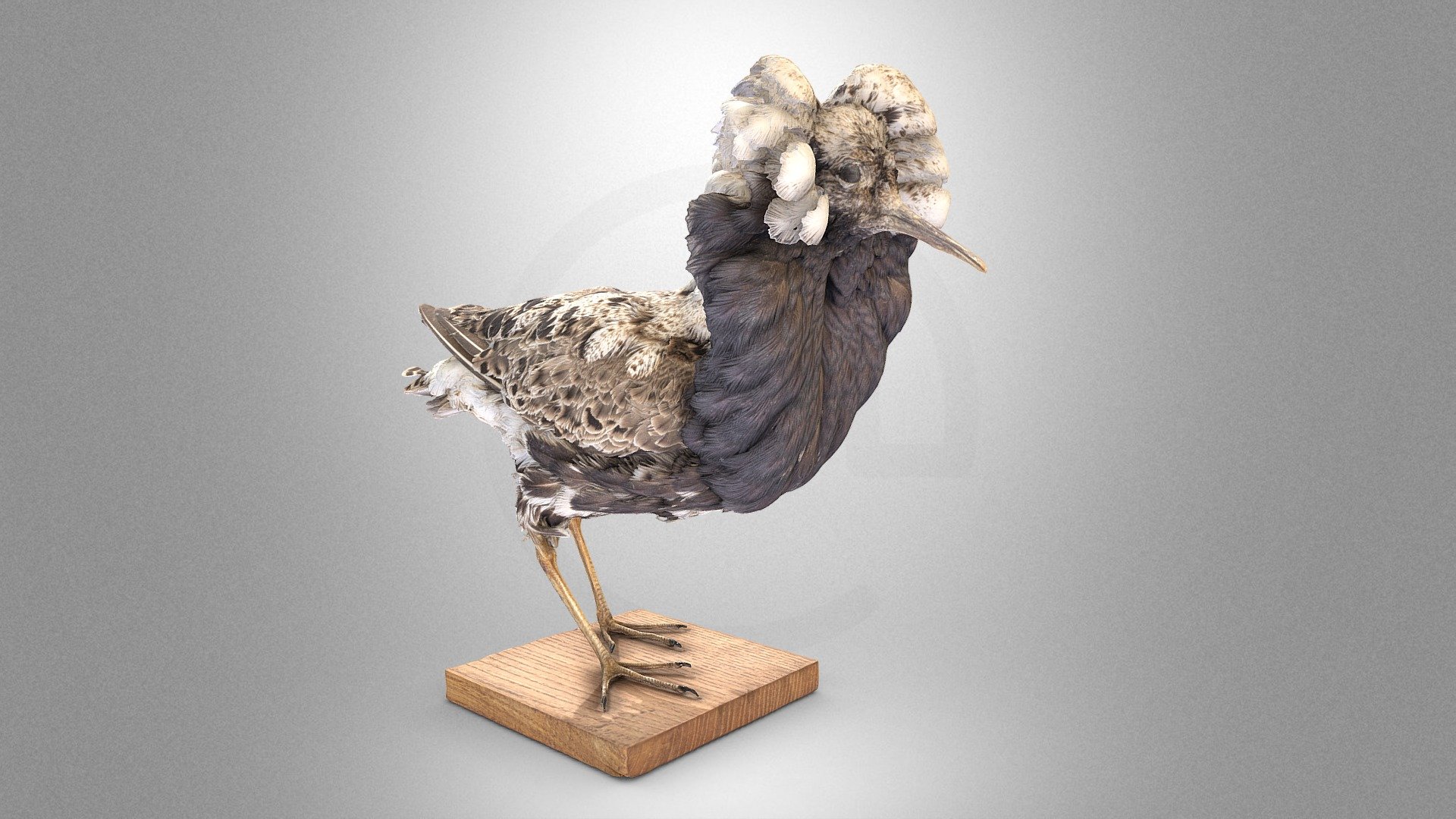 Ruff in breeding plumage