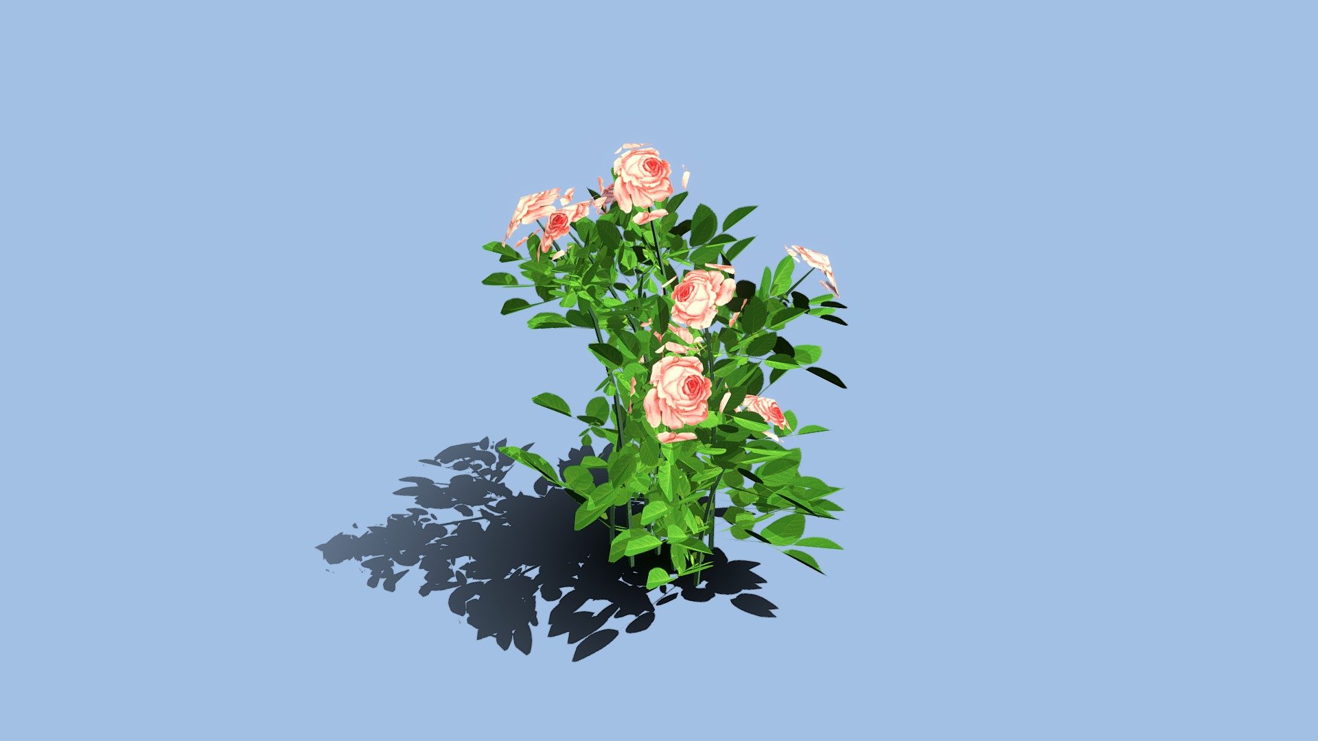 72 Floribunda Roses