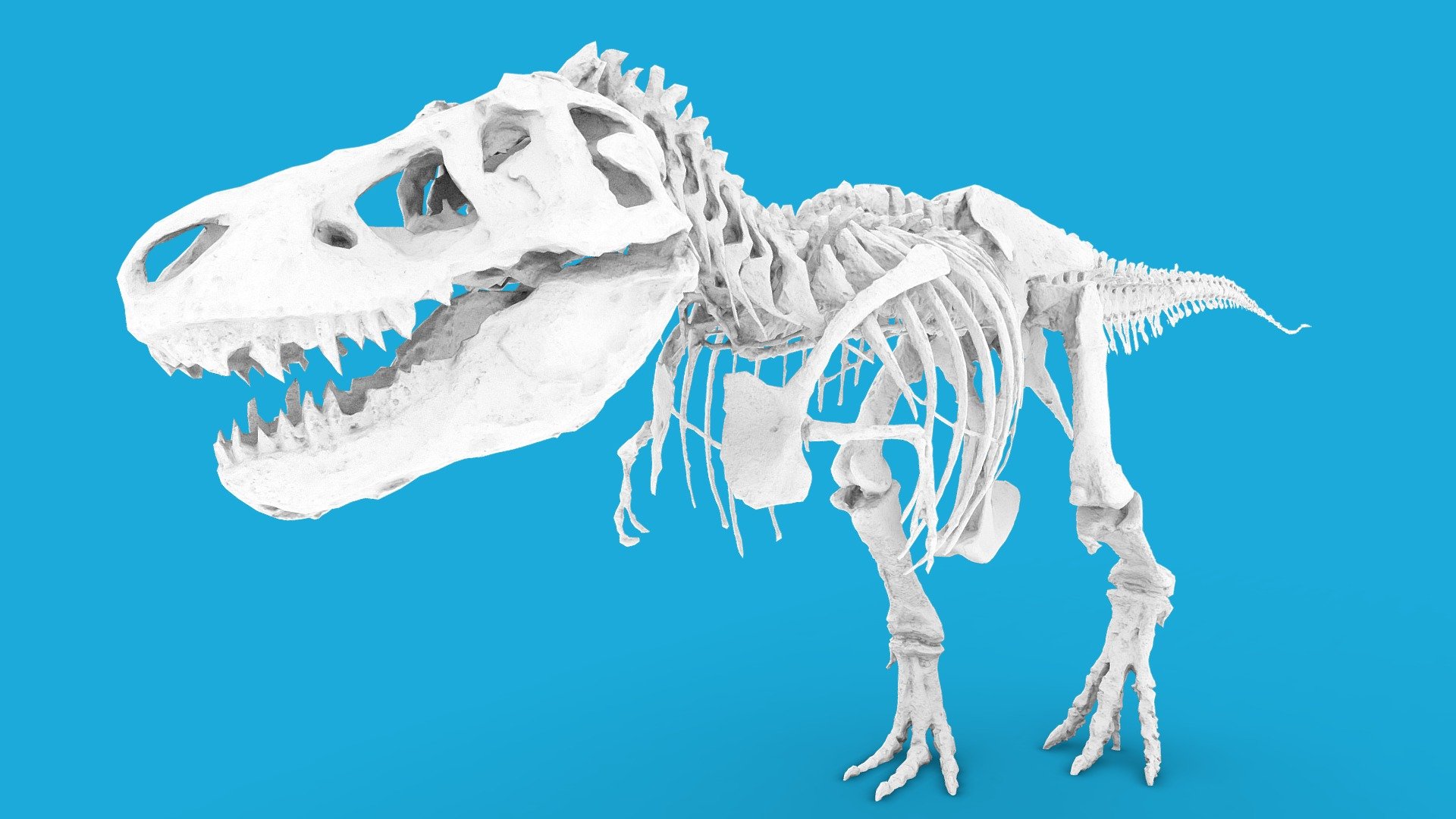 Tyrannosaurus Rex - AMNH [50k]