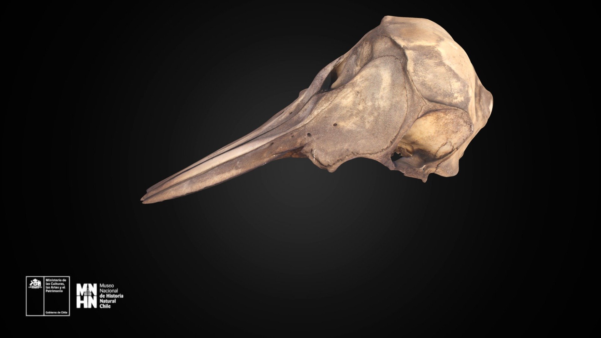 Cephalorhynchus eutropia 587