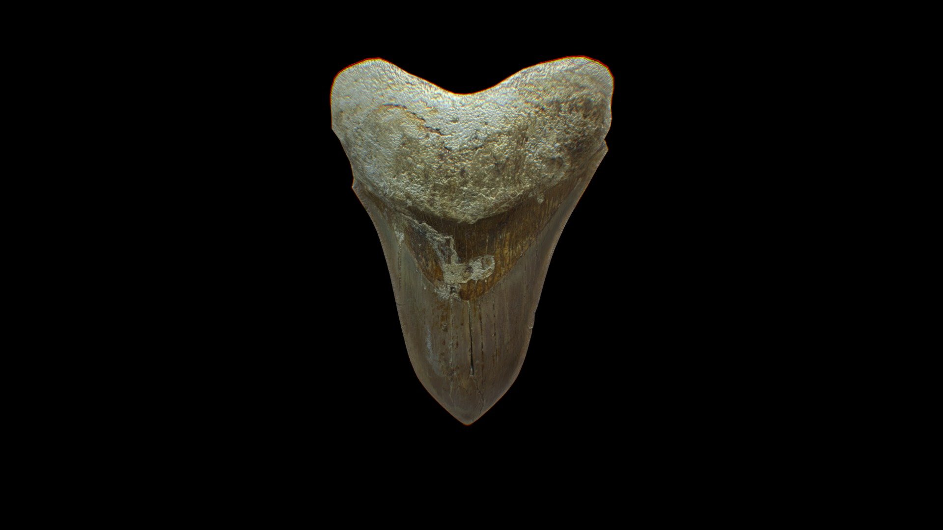 Megalodon Teeth Fossil