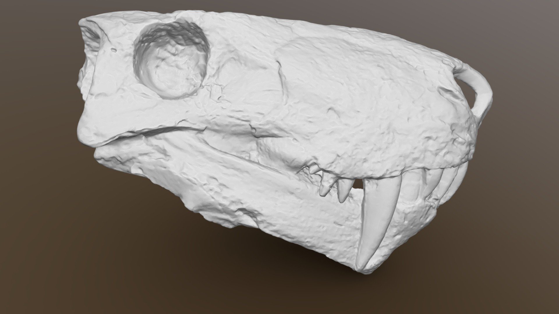Inostrancevia alexandri skull