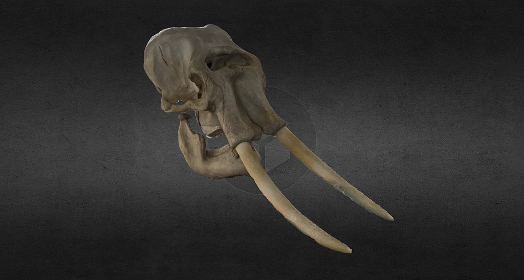 Mammoth from the NAT museum, San Diego