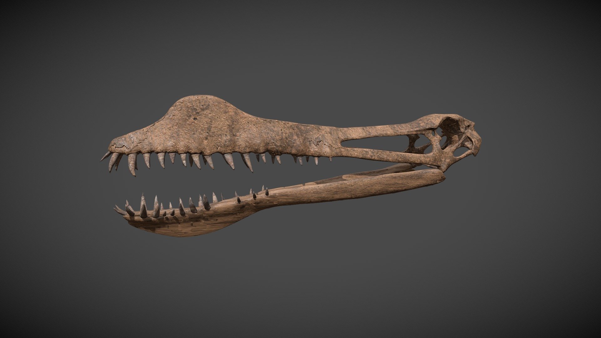 Pterosaur skull / Craneo  de Pterosuario
