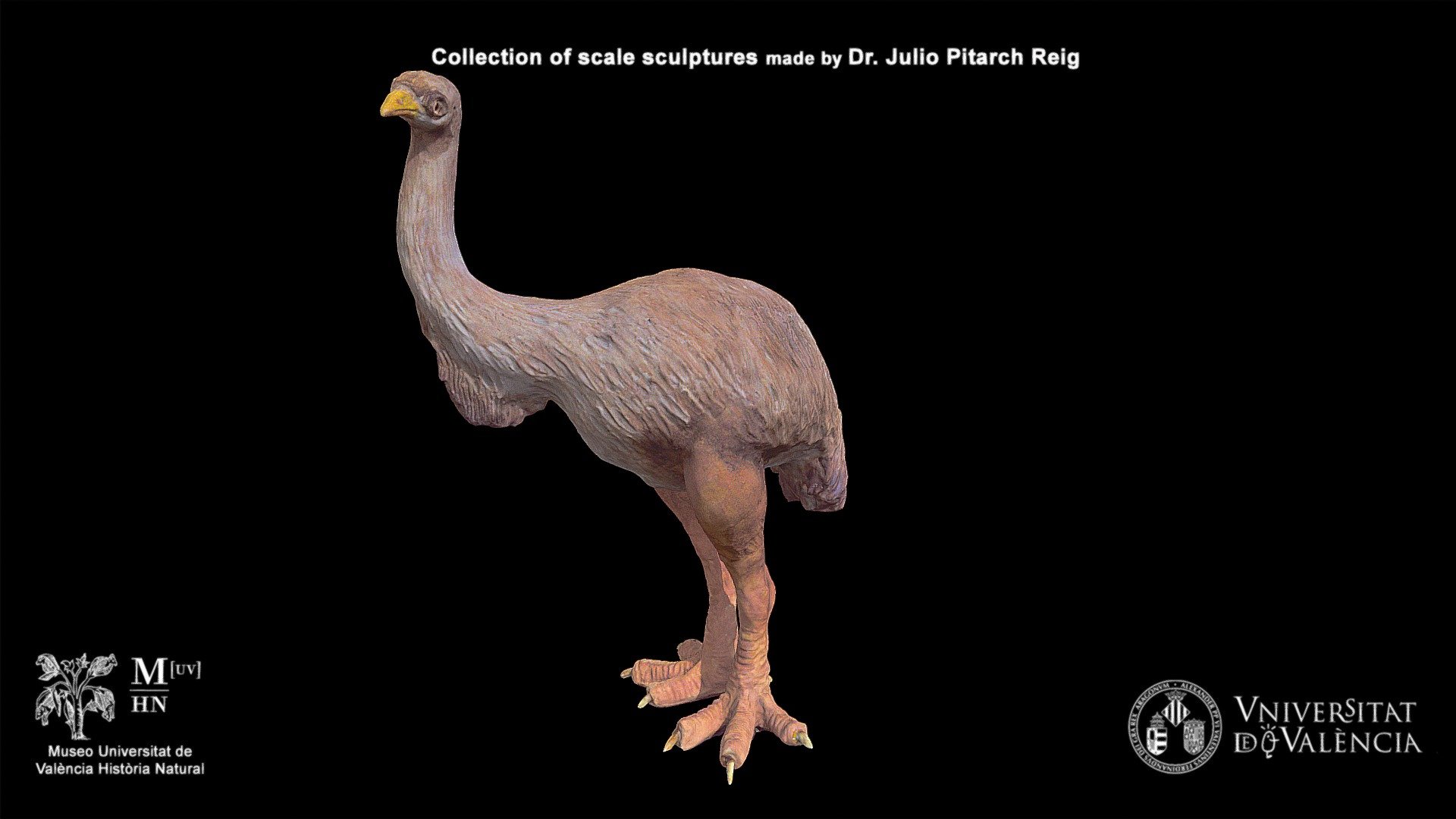 Giant Moa Dinornis maximus