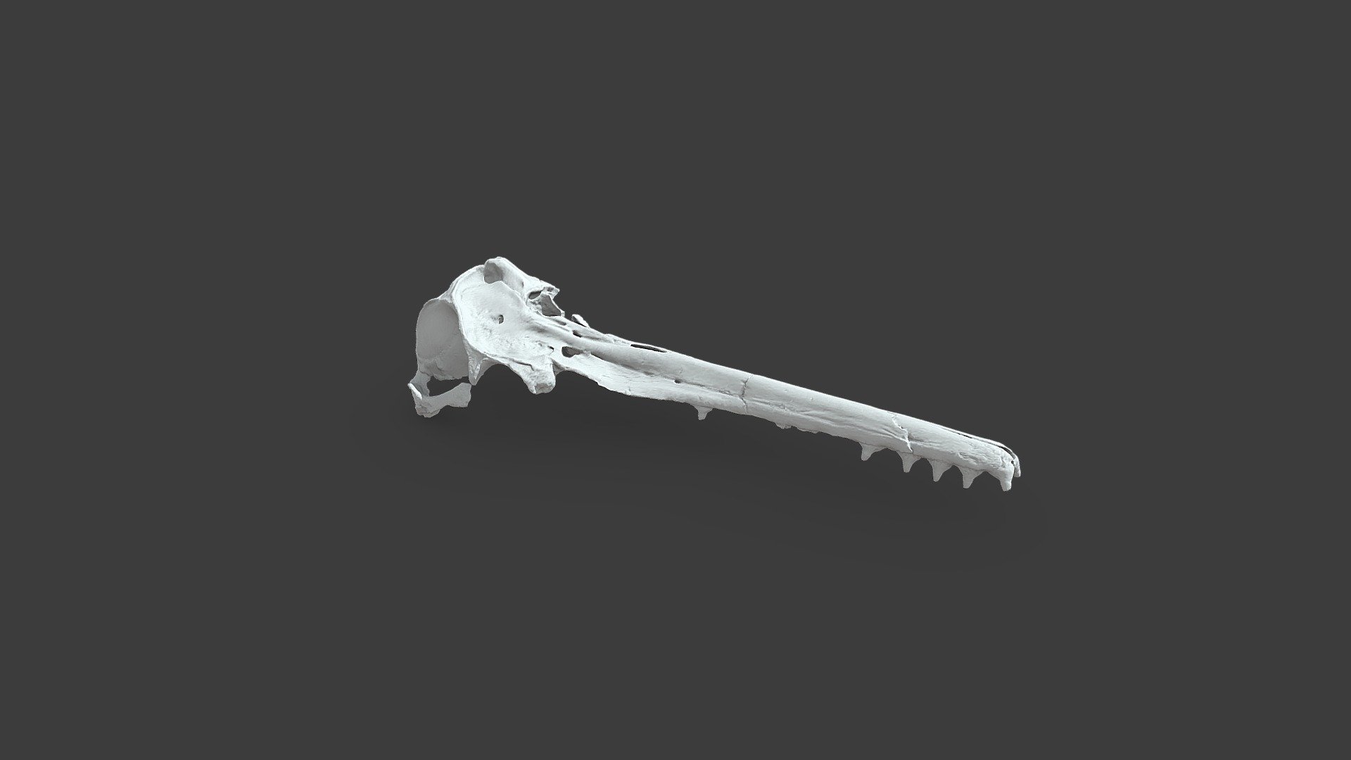 Isthminia panamensis Pyenson et al., 2015: Skull