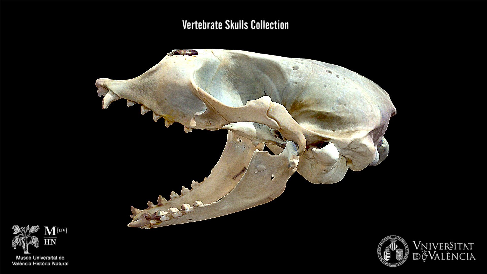 Harp seal (Pagophilus groenlandicus)