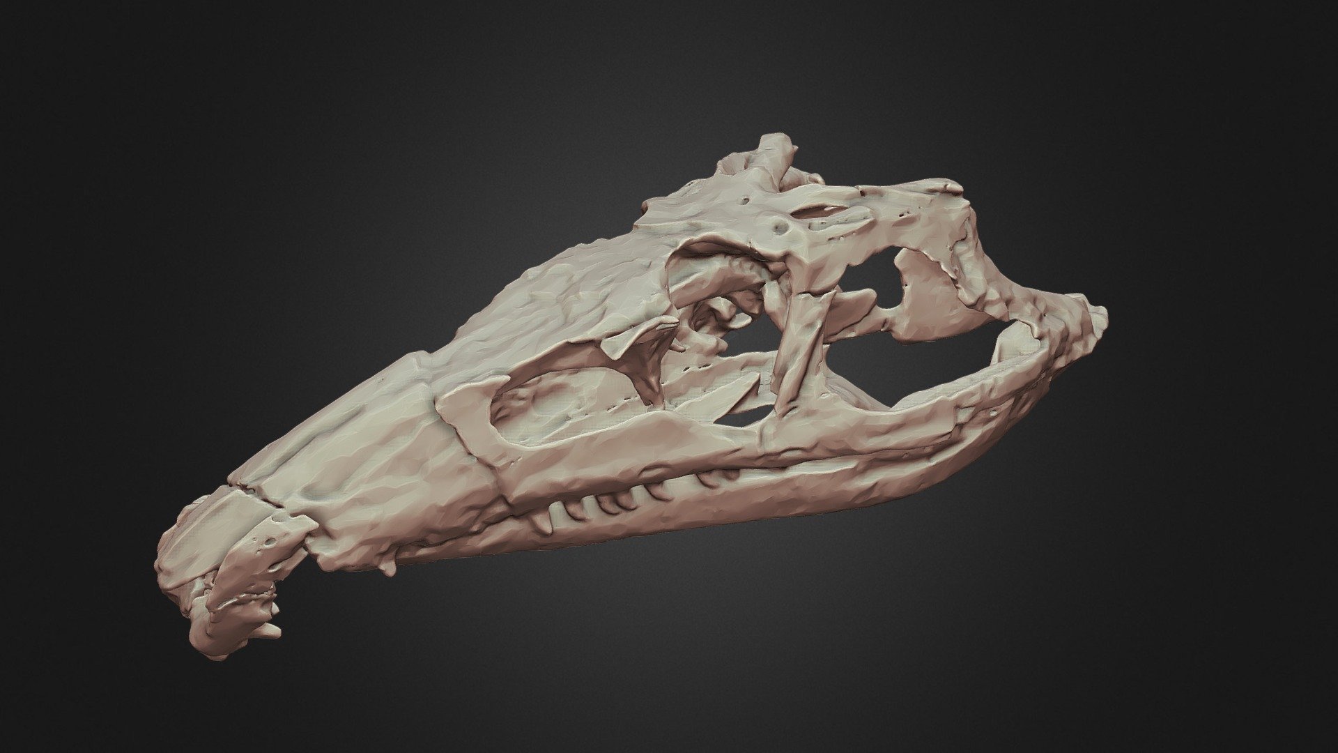 Proterosuchus skull