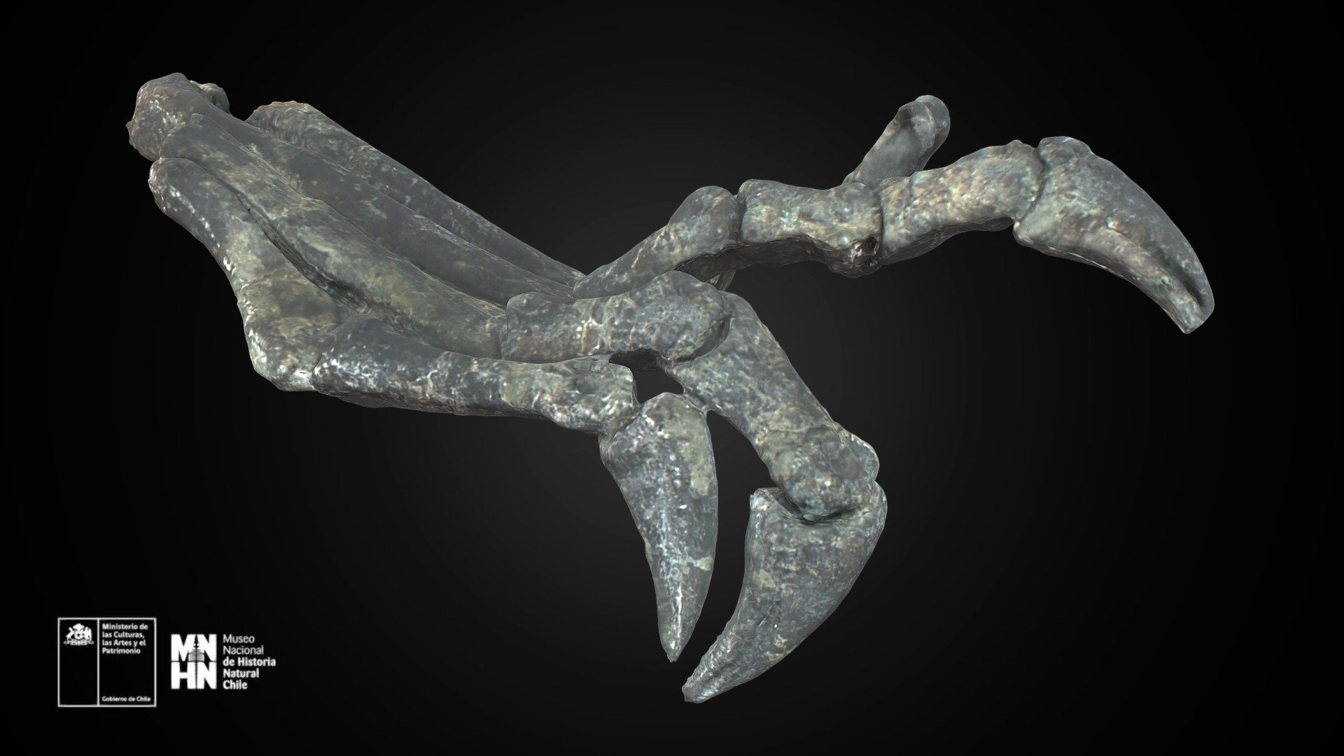 Chilesaurus diegosuarezi, pata izquierda