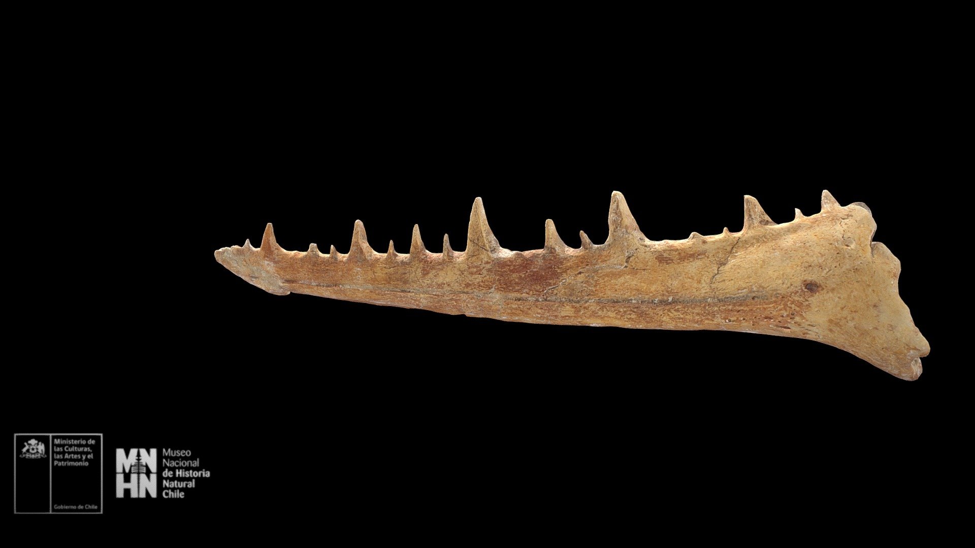 Pelagornis chilensis. Rama mandibular izquierda