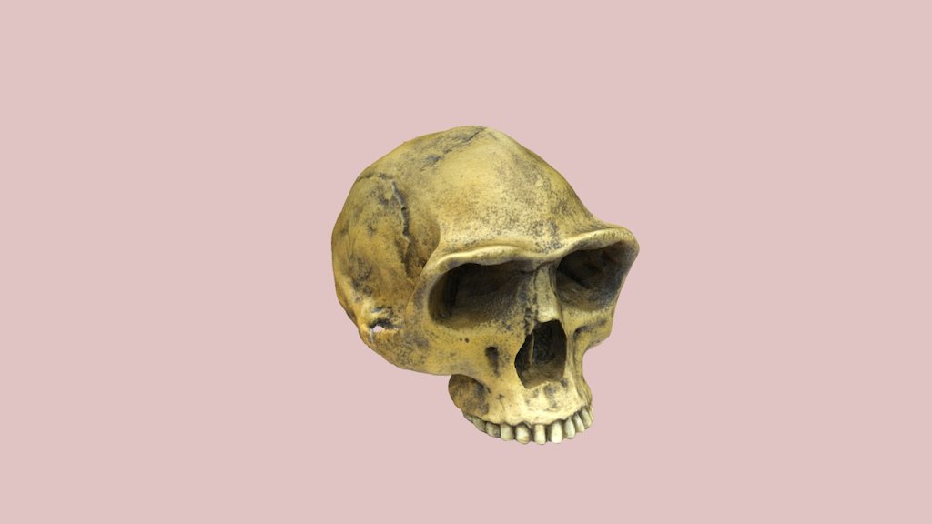 Peking Man Skull