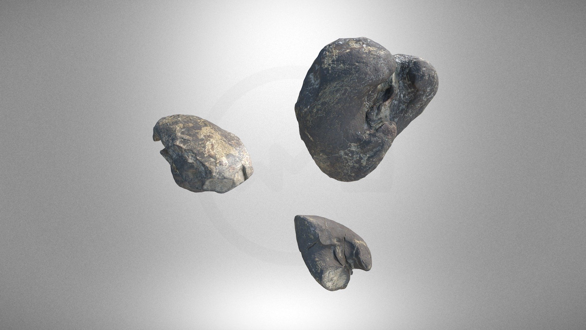 A collection of molluscs of the megalodon family
