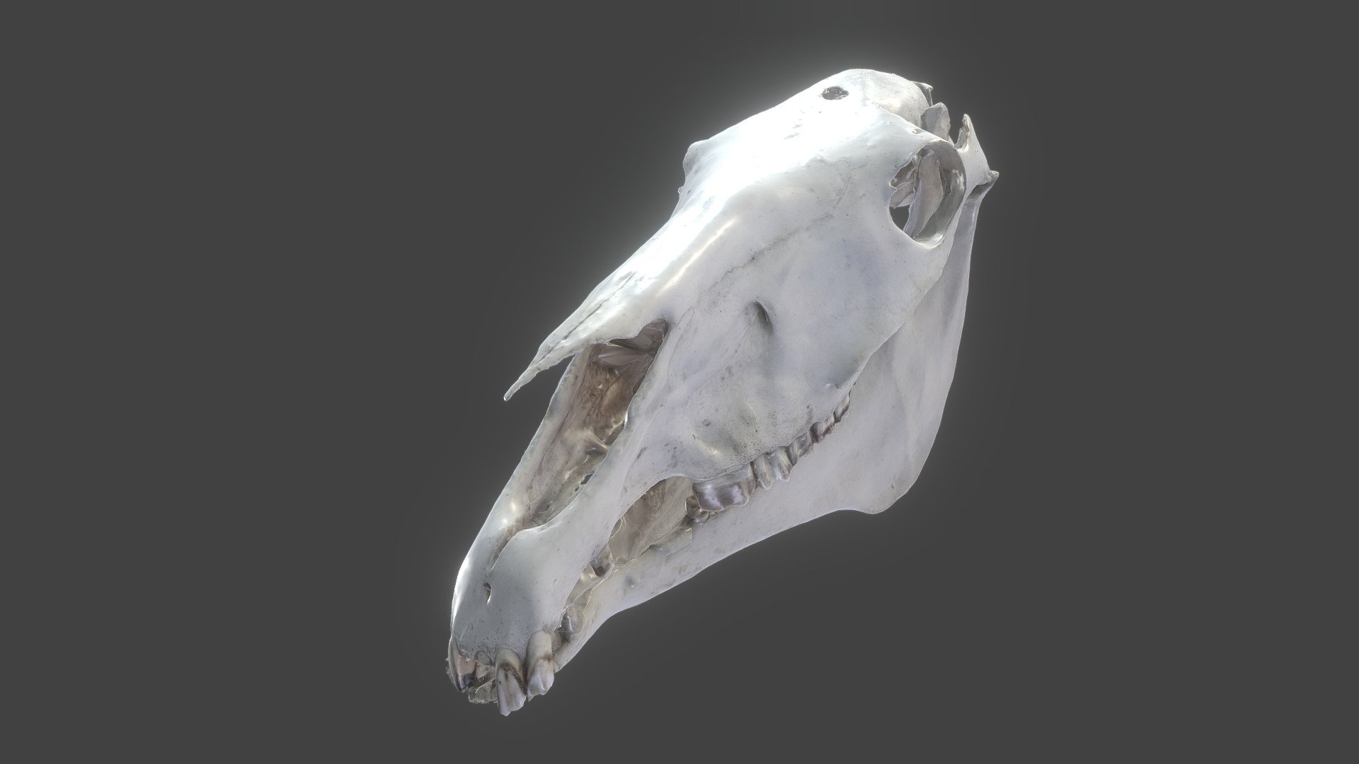 Lebka koně - Horse skull
