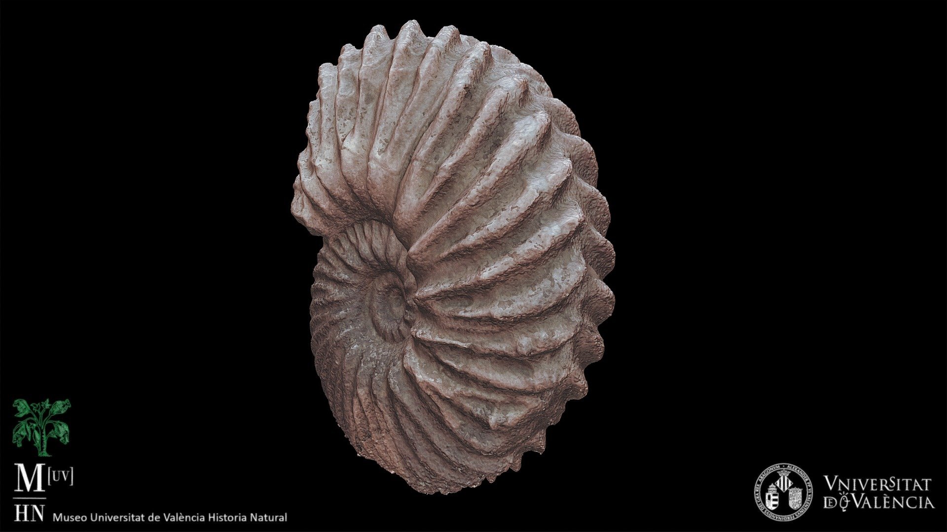 Ammonites (Hoplites dentatus)