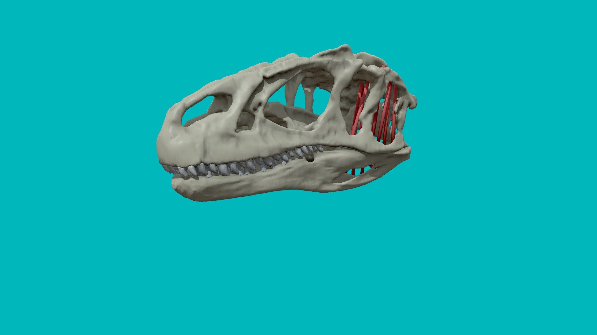 Allosaurus Fragilis
