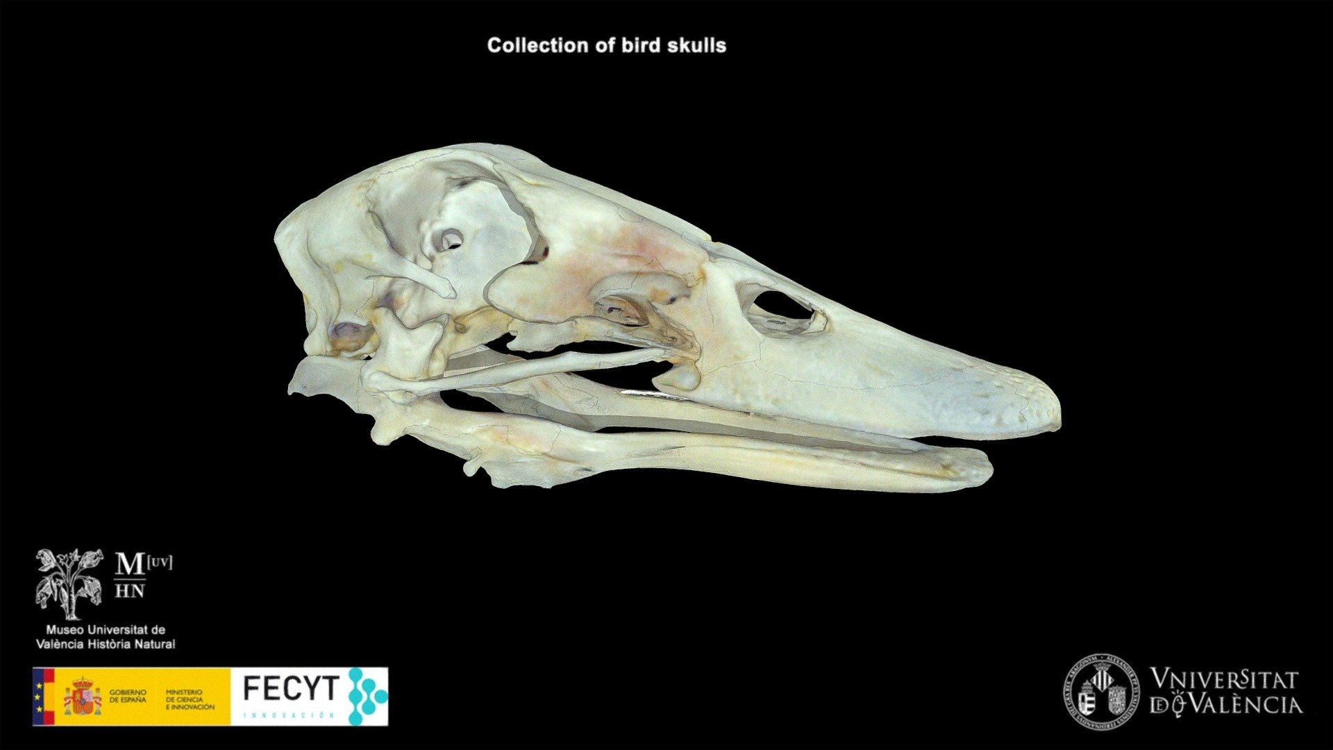 Mallard (Anas platyrhynchos)