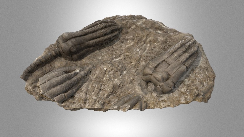 Crinoids