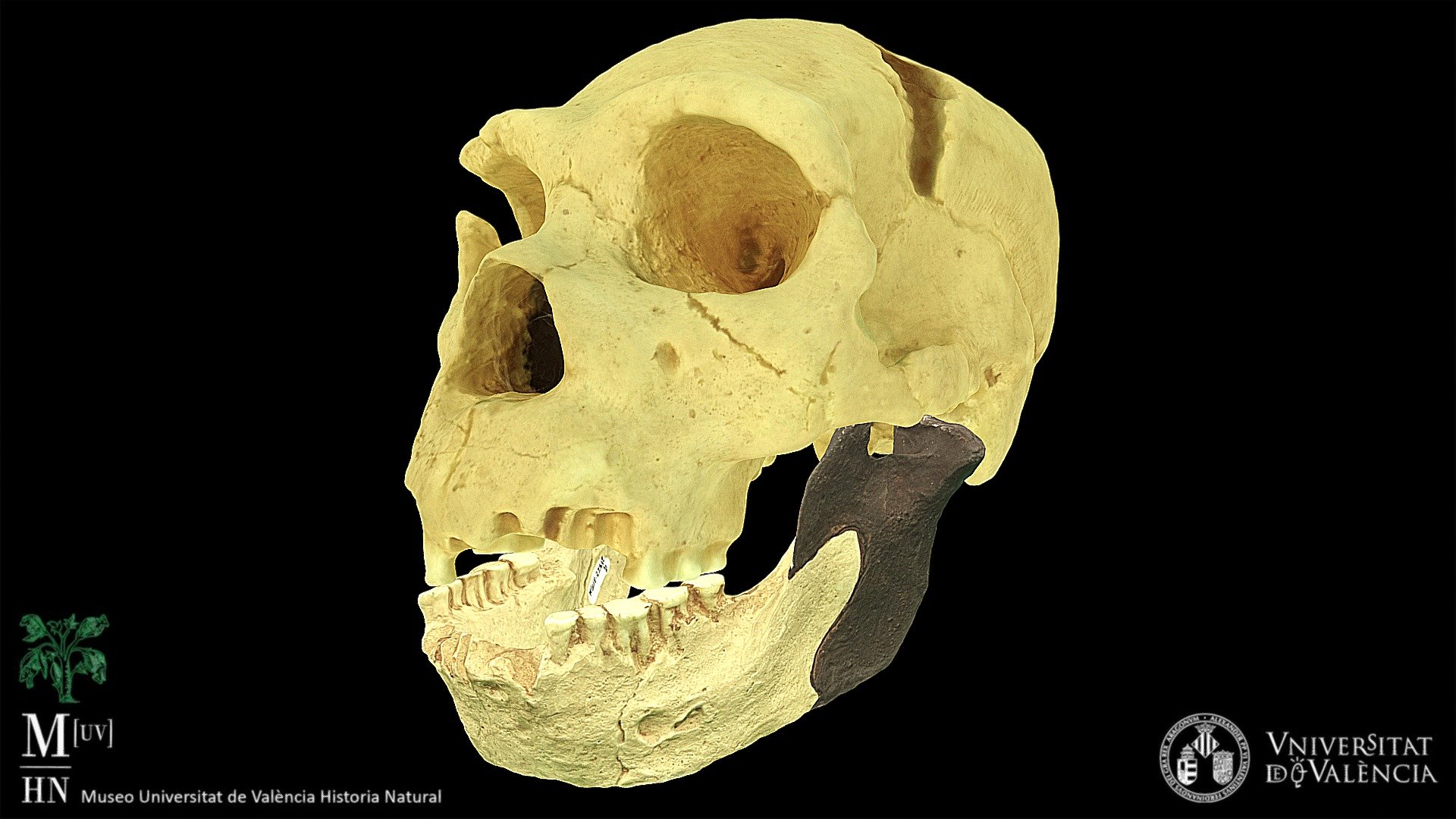 Homo heidelbergensis skull (cast)