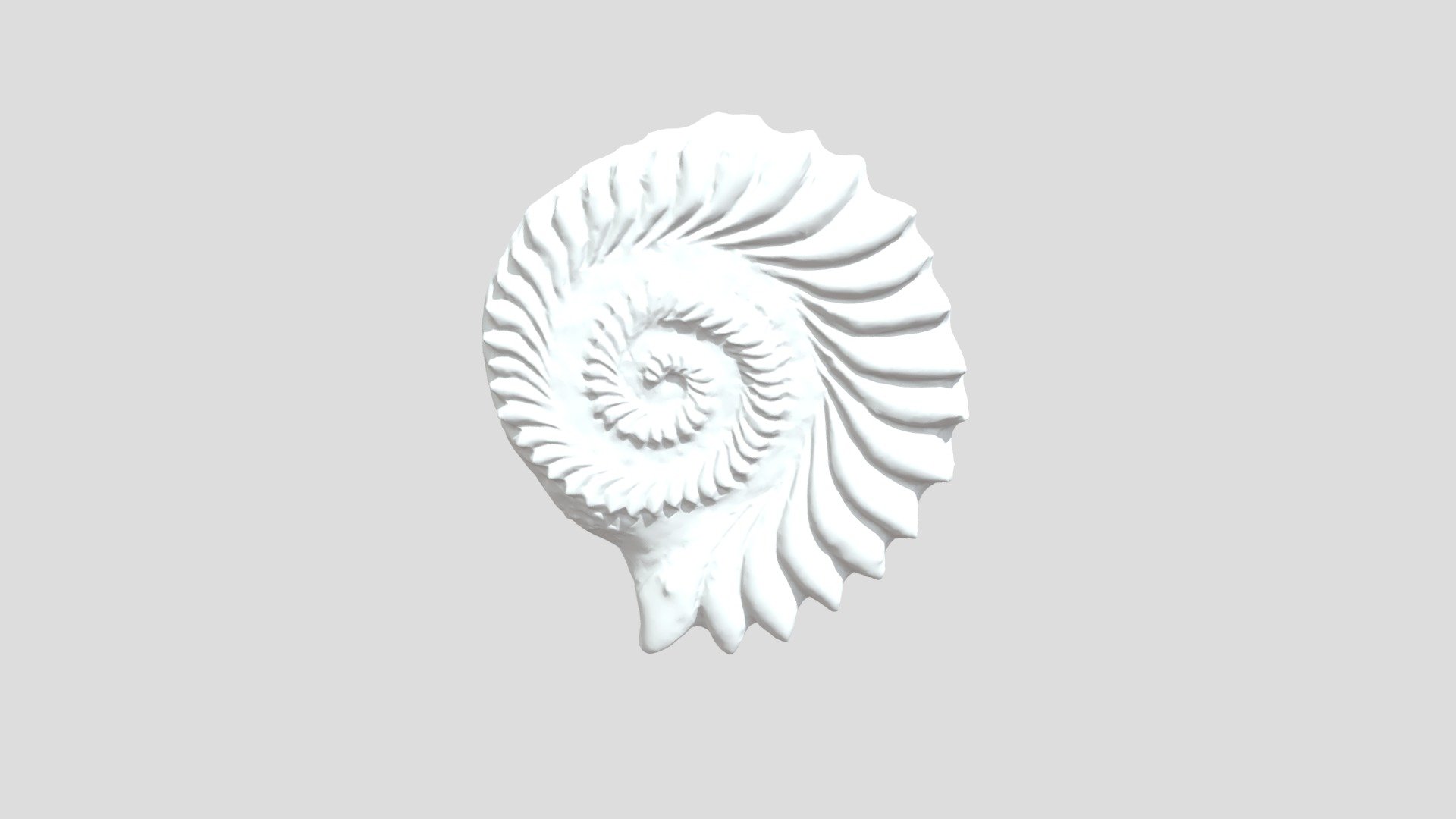 Helicoprion Tooth Whorl Sculpted Model