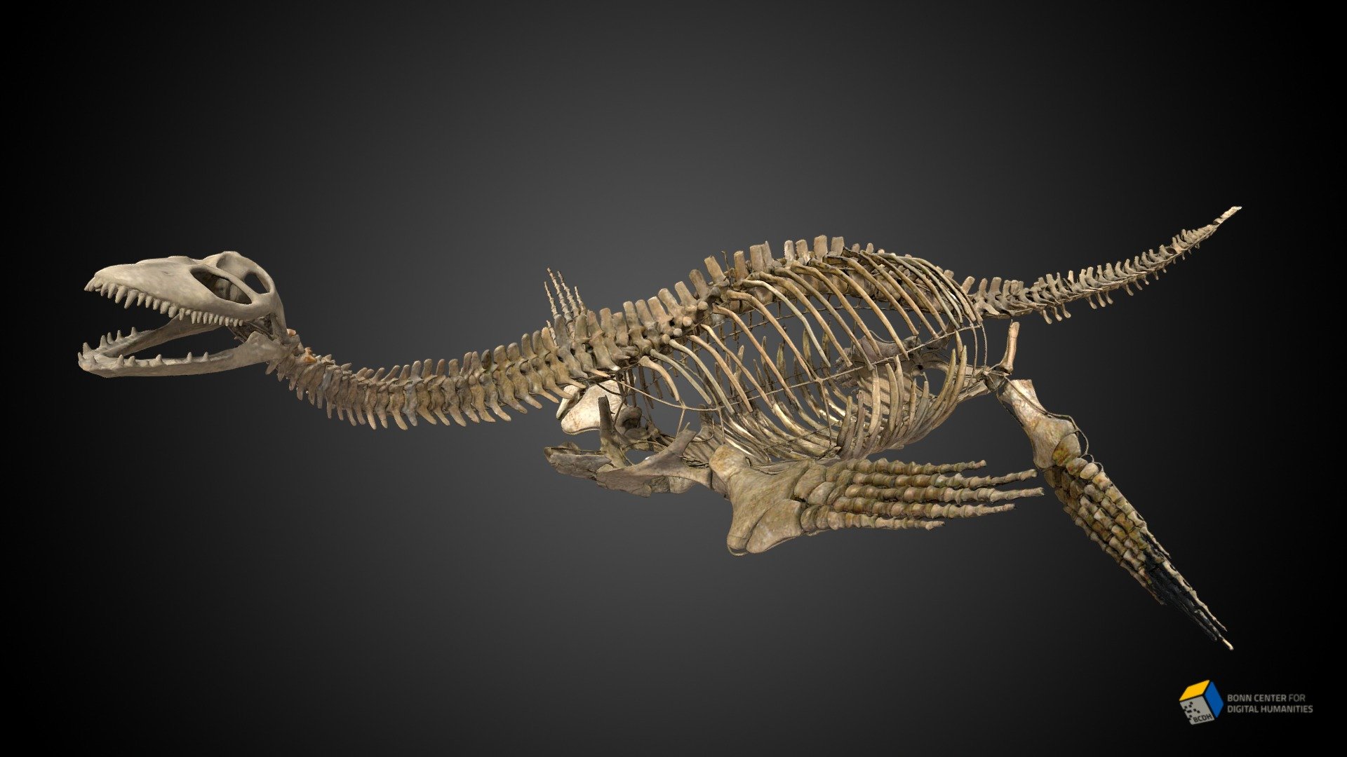 Plesiosaur