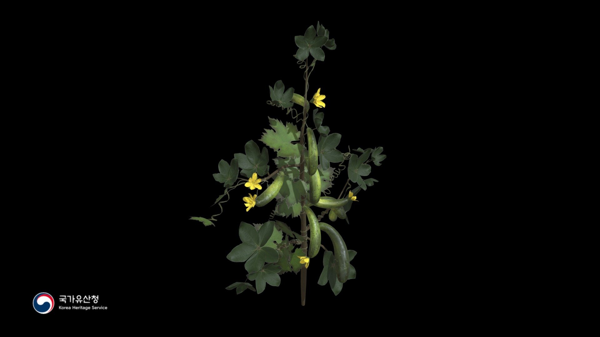 Gwajahwa(Cucumbers Flower)
