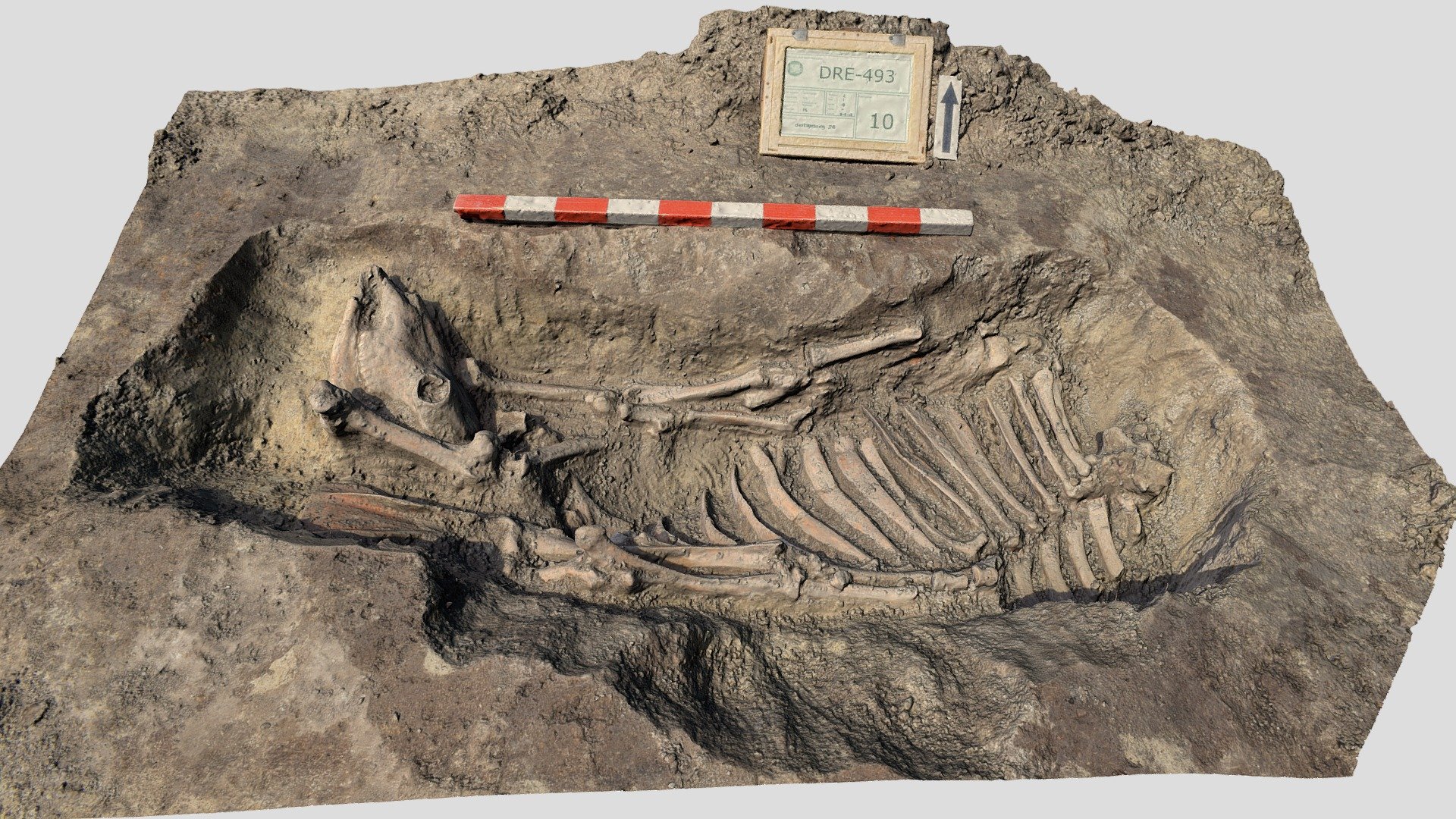 Begraving rund | burial cow (1500-1600)