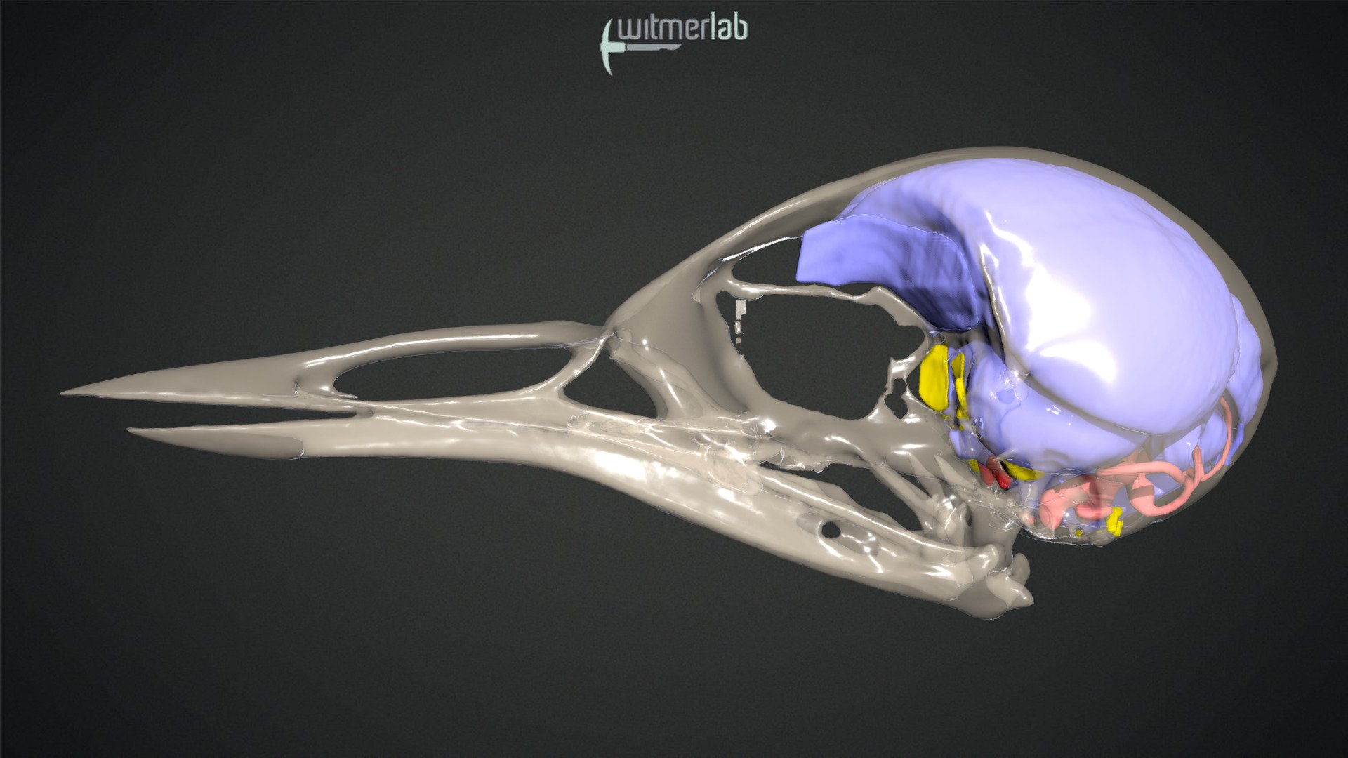 American dipper - skull & brain endocast