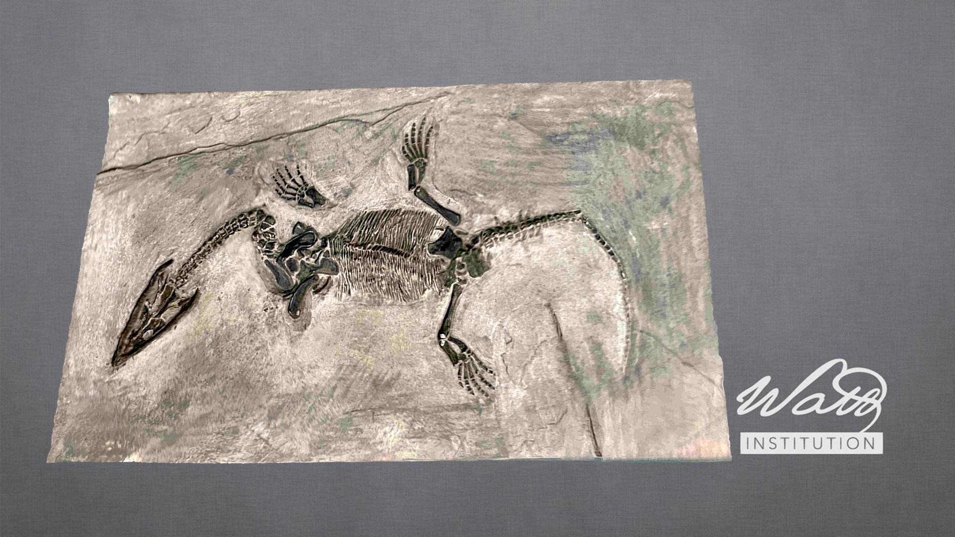 Lariosarus balsami fossil