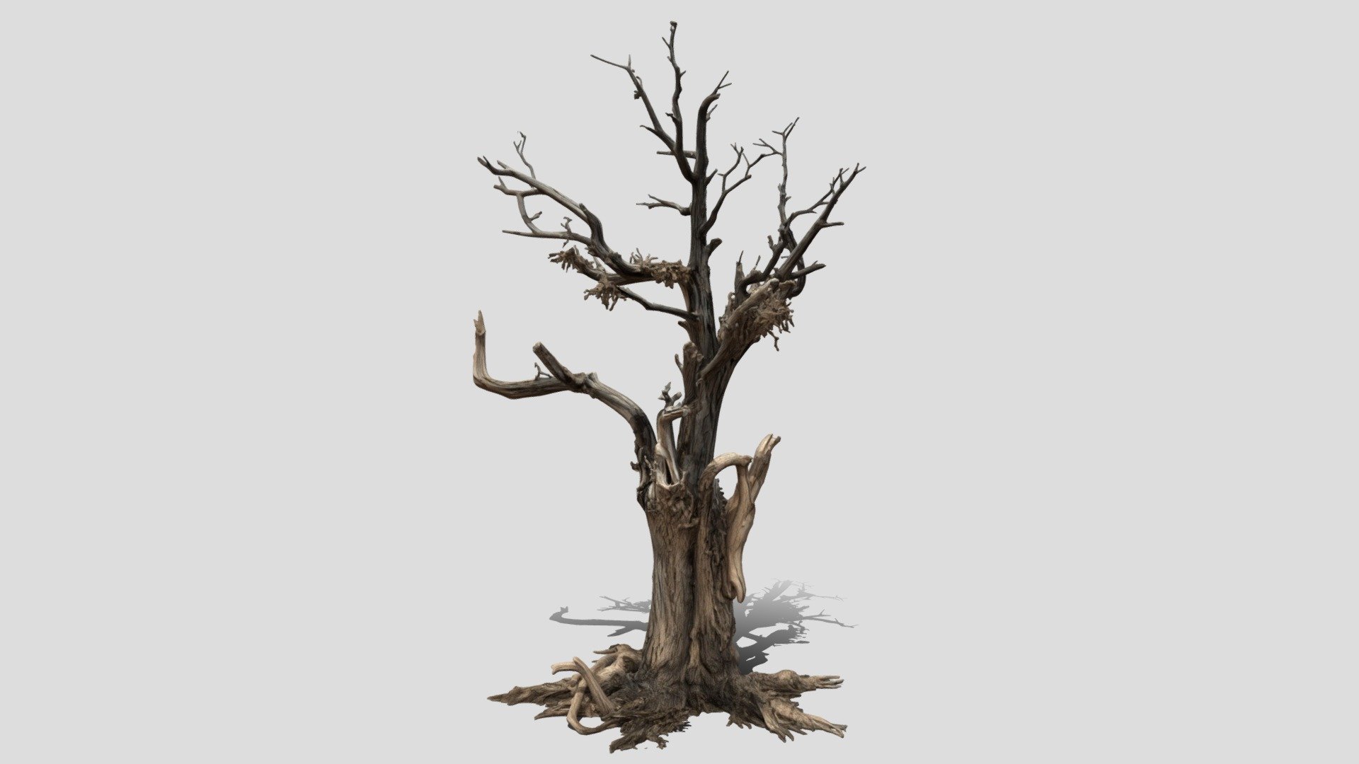 The Ancient Gnarled Tree 3d model free