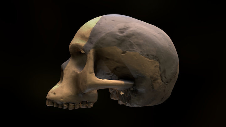 Piltdown Man Skull