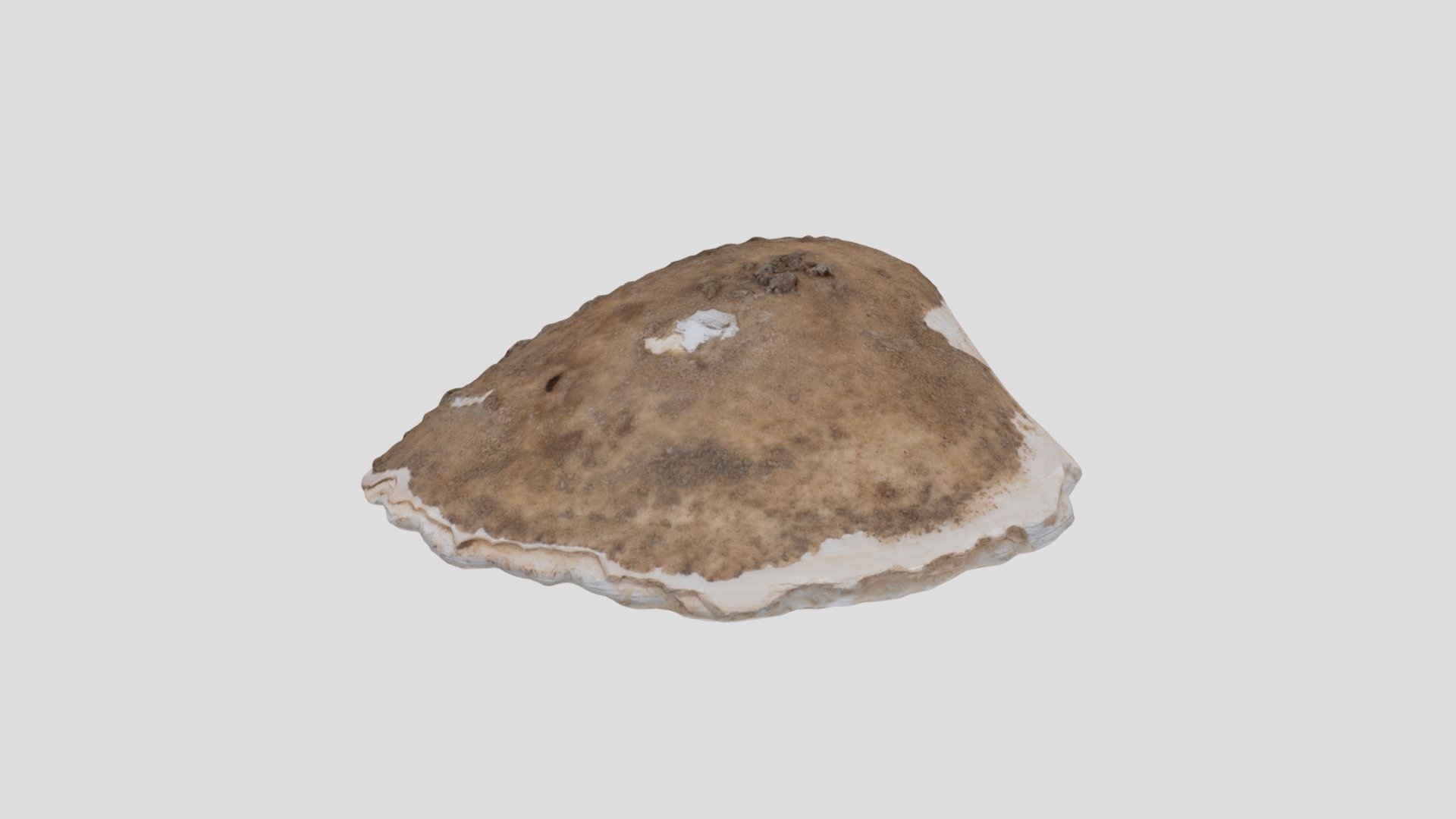 貝刃　shell scraper