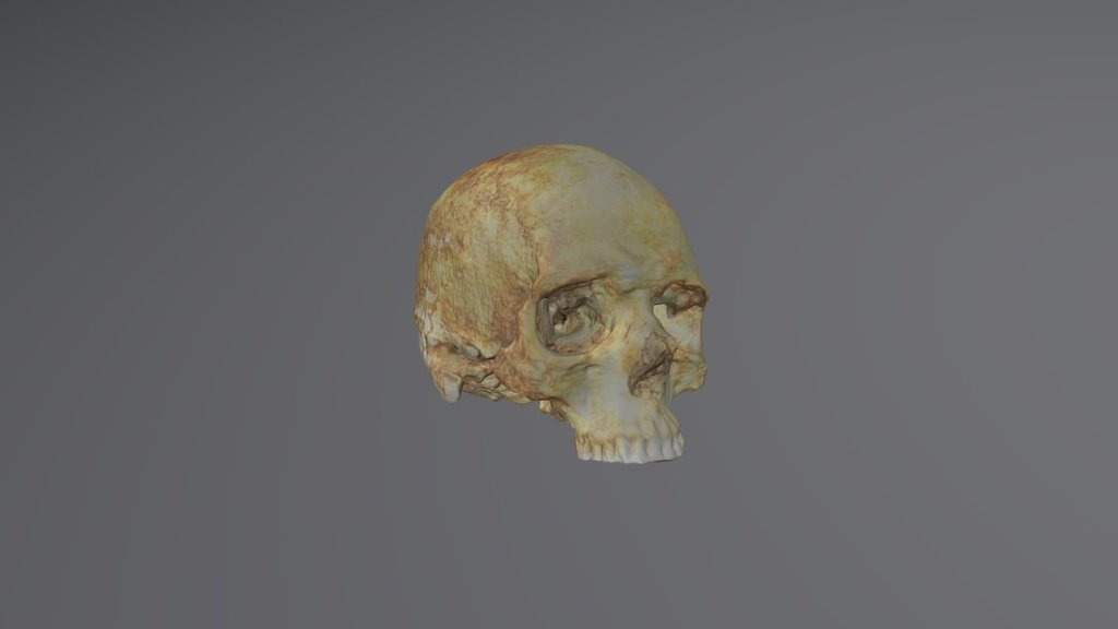 Human skull from a viking age grave