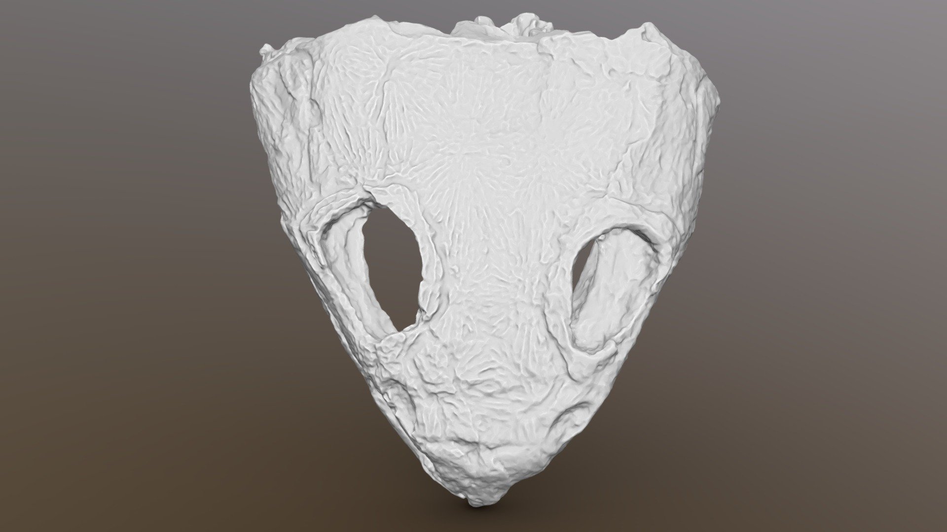 Amphibian Dvinosaurus primus skull