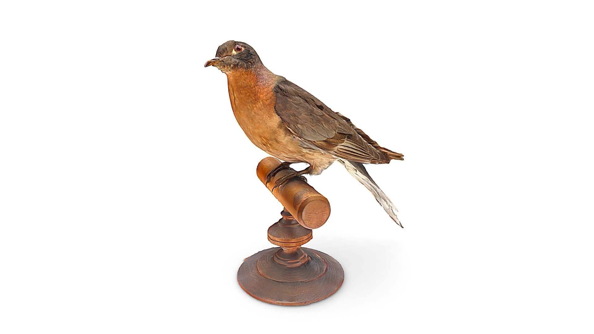 Passenger Pigeon