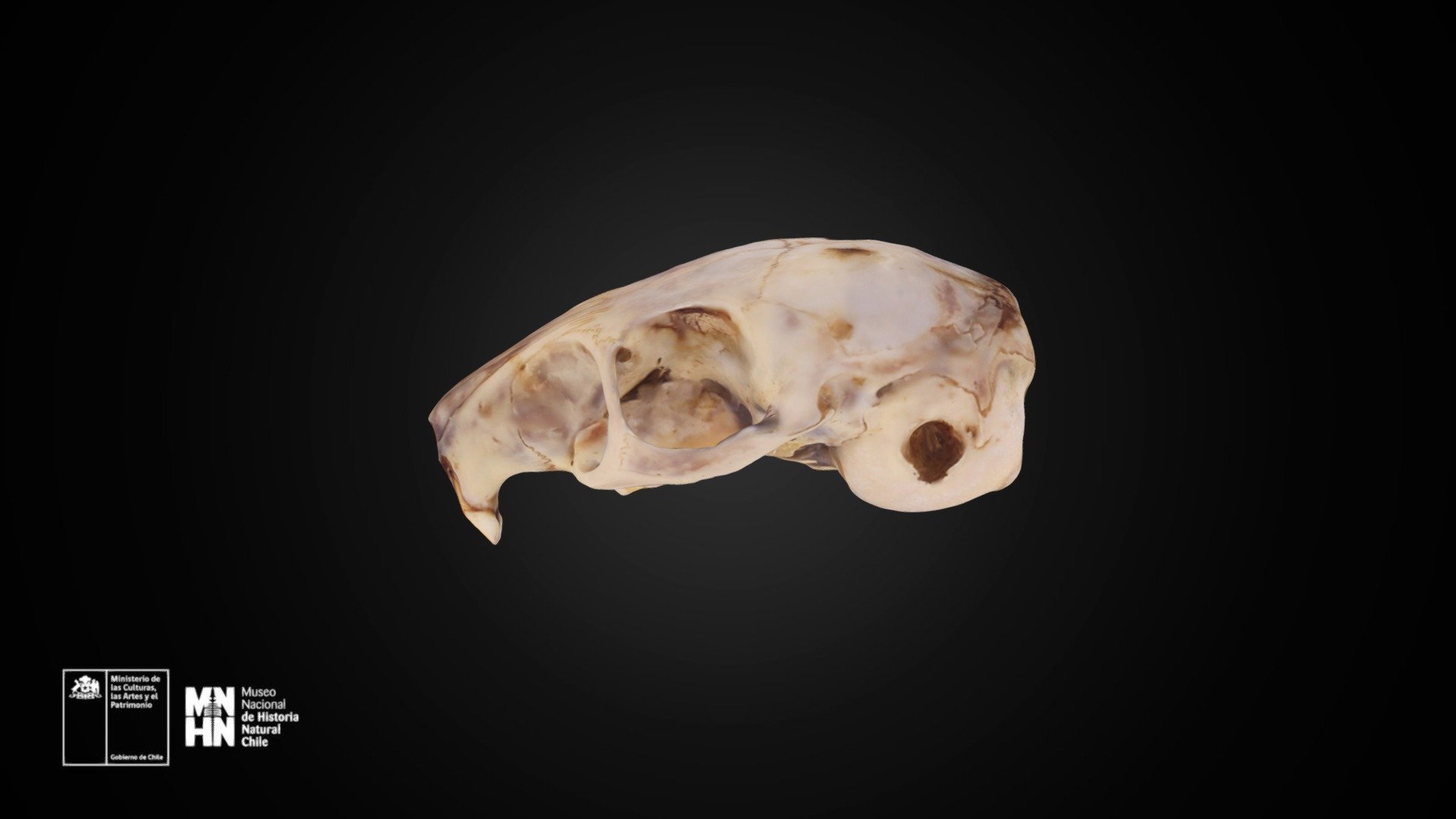Octodon degu 953