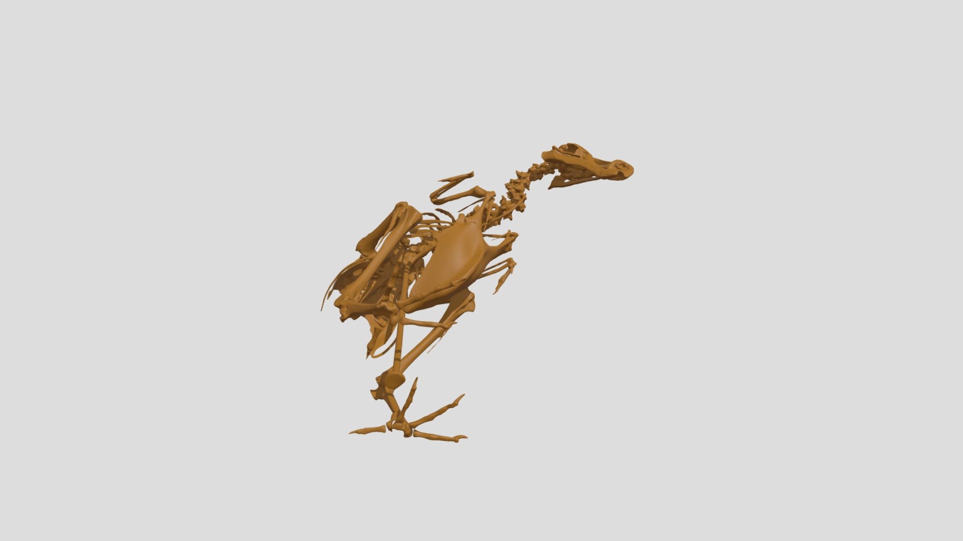 Dodo Squelette