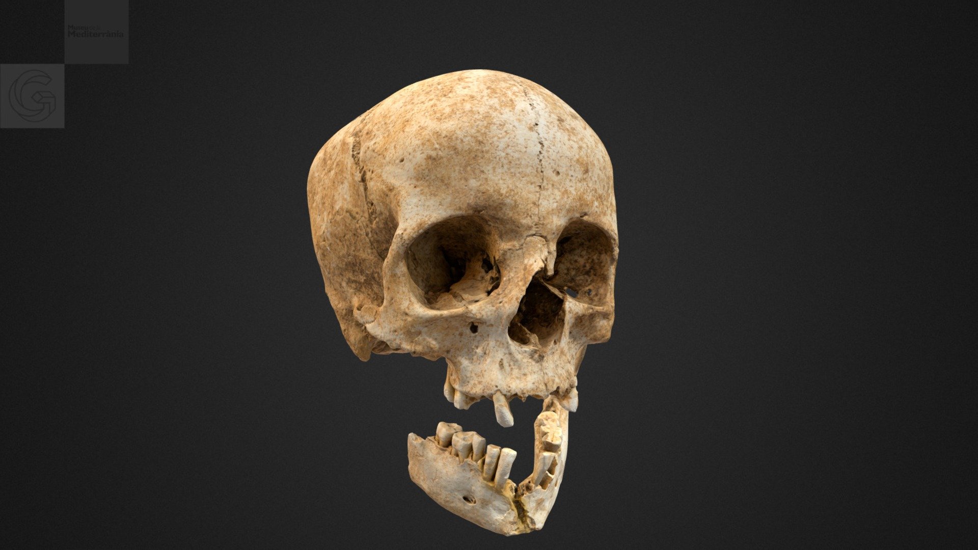 Crani i mandíbula, Museu de la Mediterrània