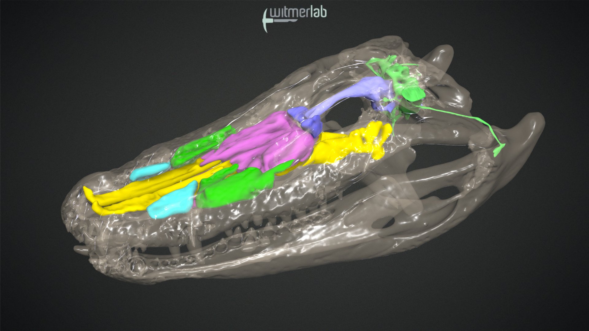 Alligator paranasal & middle-ear sinuses + brain