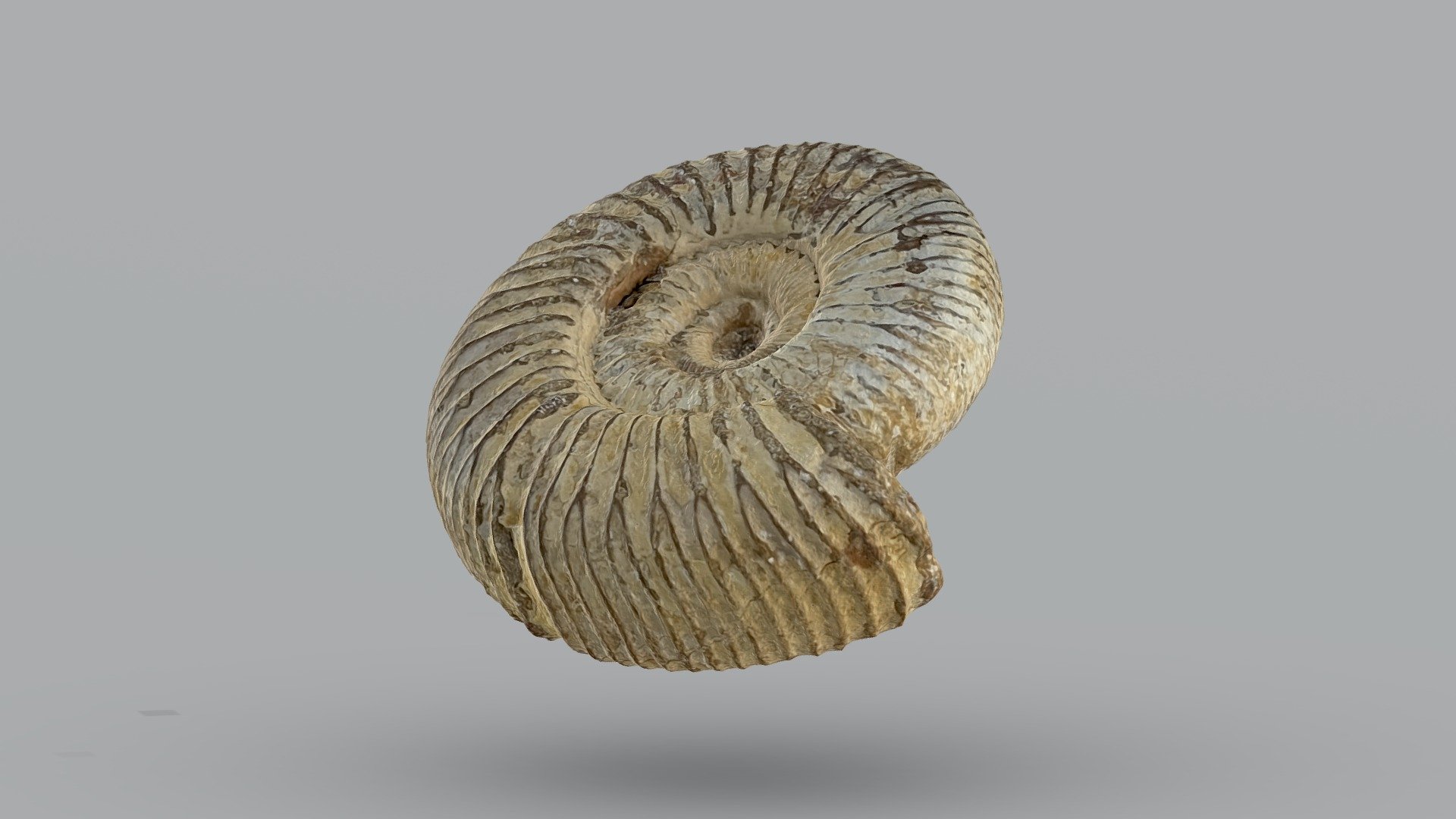 Ammonite, Science Zone UK