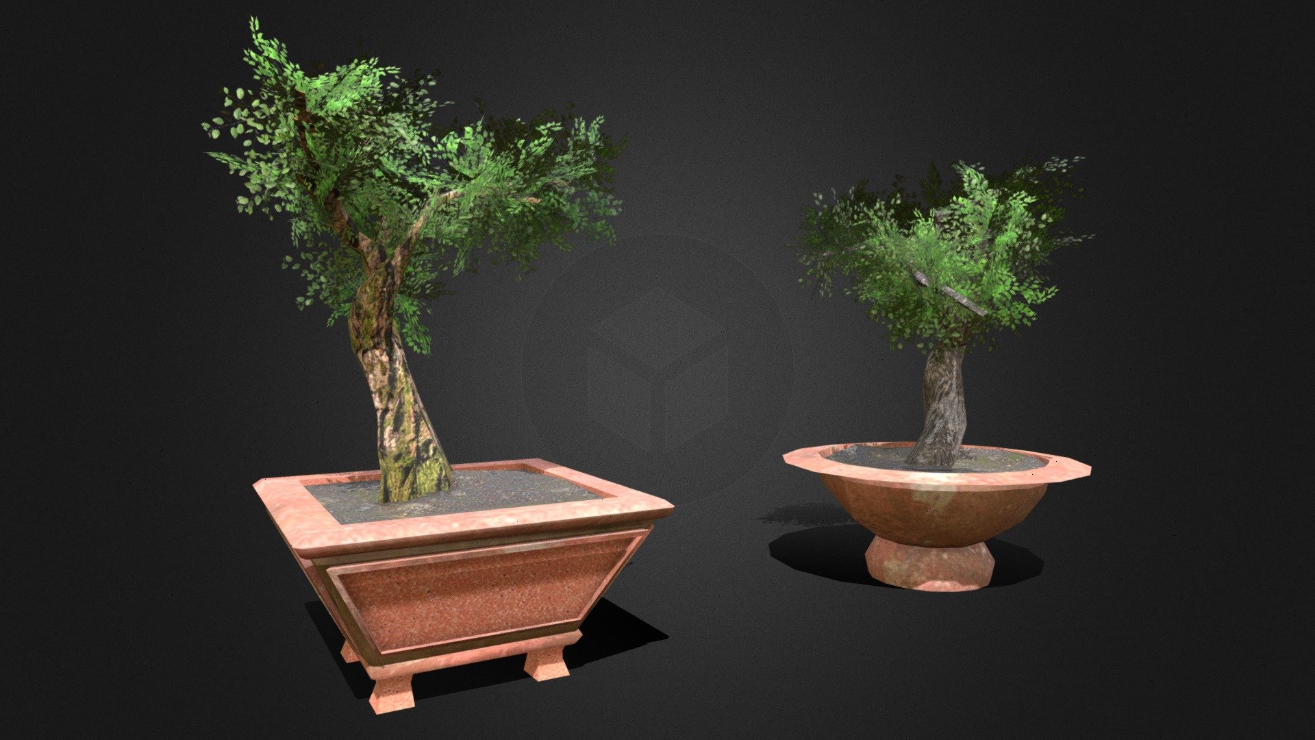 Vietnamese bonsai