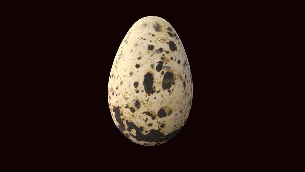 Razorbill Egg
